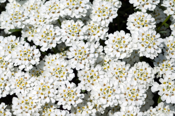 bittere Schleifenblume